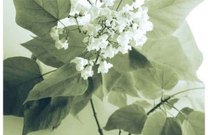 Фотообои Белые цветочки