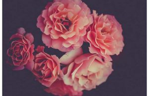 Фотообои Розовые пионы