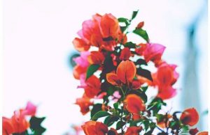 Фотообои Алые цветы