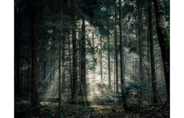 Фотообои Мрачный лес