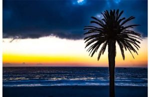 Фотообои Пальма на закате
