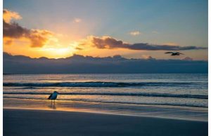 Фотообои Чайка на пляже