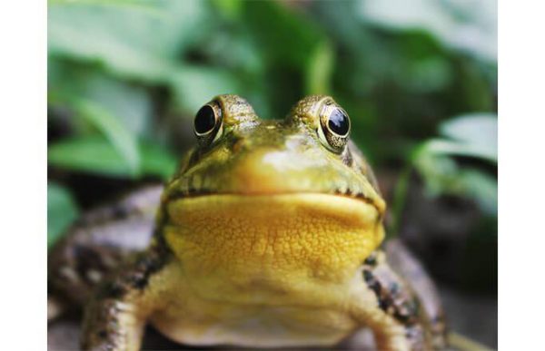Фотообои Пучеглазая жаба