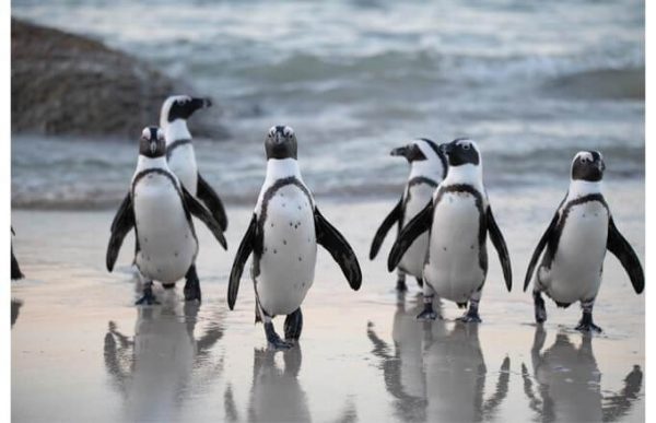Фотообои Пингвины на берегу