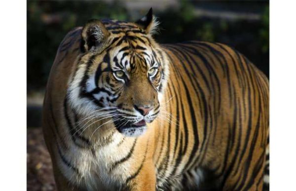 Фотообои Статный тигр