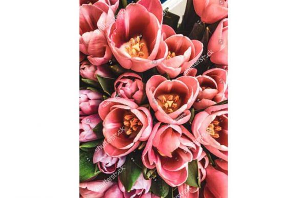 Фотообои Раскрывшиеся тюльпаны
