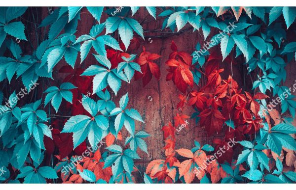Фотообои Бирюзовая и красная листва
