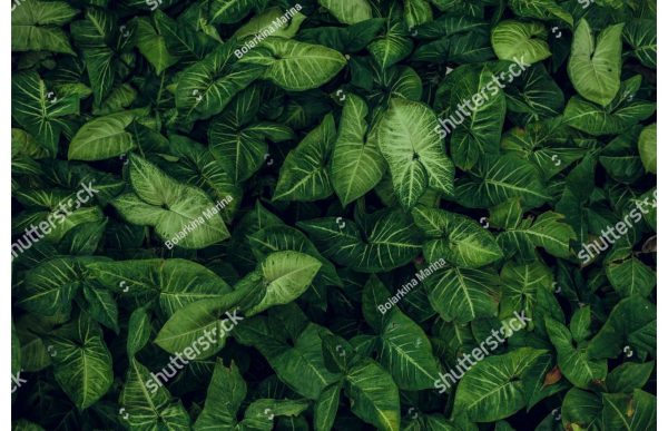Фотообои Листья Сингониум-батерфляй