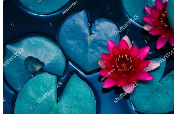 Фотообои Розовые кувшинки в воде