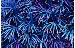 Фотообои Листья пальмы аплиумфиолетовые