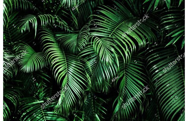 Фотообои Пальмовые заросли