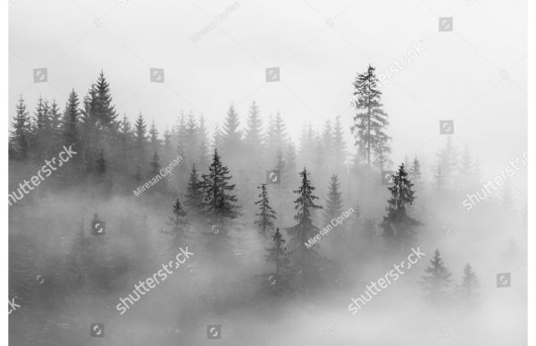 Фотообои Лес в светлом тумане