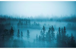 Фотообои Лес в голубом тумане