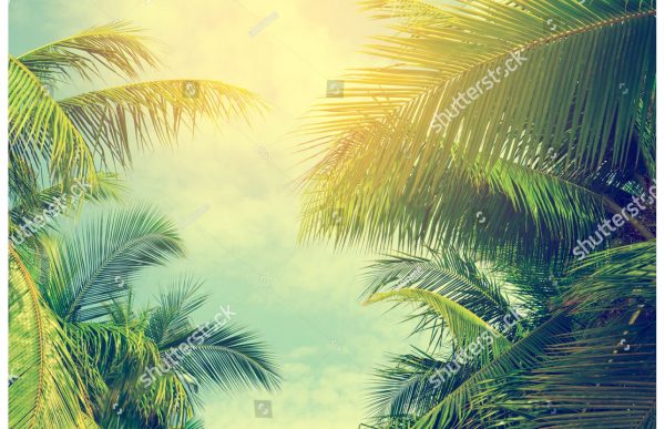 Фотообои Солнце сквозь пальмовые листья