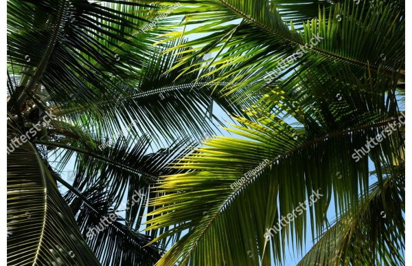 Фотообои Небо сквозь пальмы