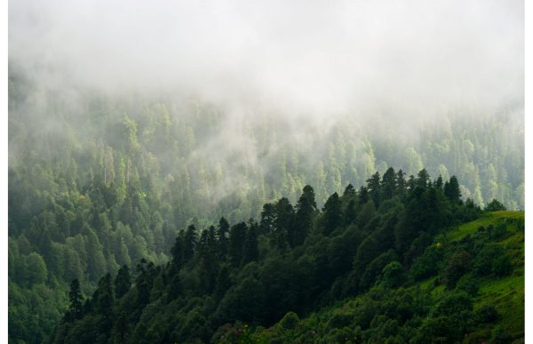 Фотообои Далекий лес в тумане