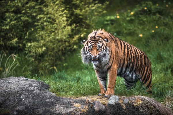 Фотообои Рычащий тигр