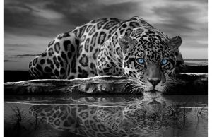 Фотообои Черно-белый гепард