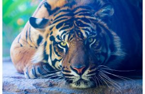 Фотообои Взгляд тигра
