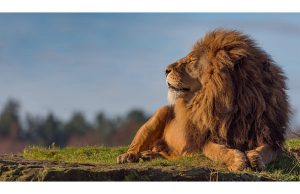 Фотообои Отдыхающий лев