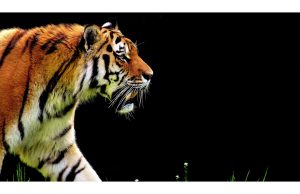 Фотообои Тигр на черном фоне