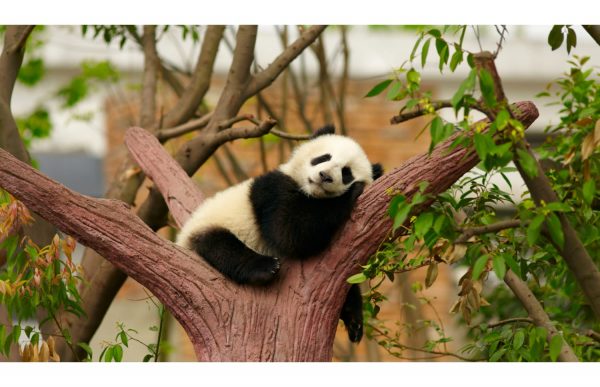 Фотообои Спящая панда