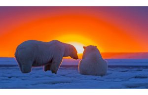 Фотообои Белые медведи на закате