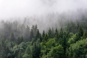 Фотообои Туманный лес зелёный
