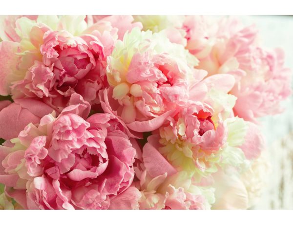 Фотообои Пышные бледно-розовые пионы