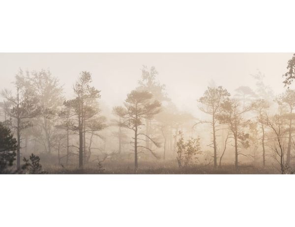 Фотообои Сосны в густом тумане