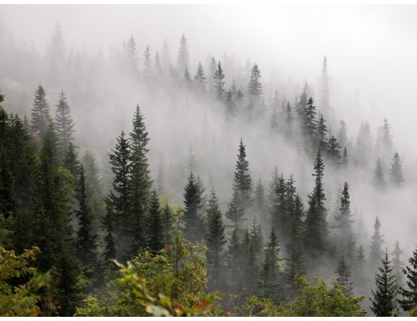 Фотообои Хвойный лес в тумане