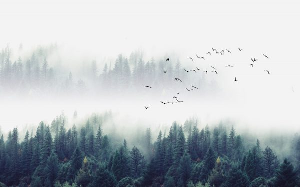 Фотообои Лес в тумане с птицами