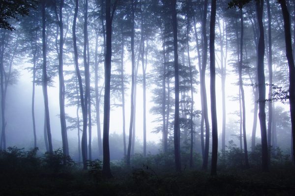Фотообои Ночной туманный лес