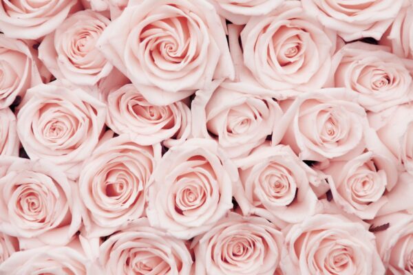 Фотообои Крупные розовые розы