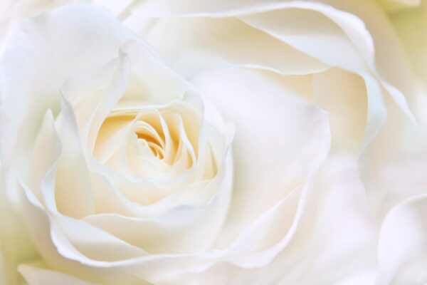 Фотообои Невинная белая роза