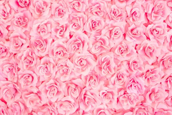 Фотообои Миниатюрные розы