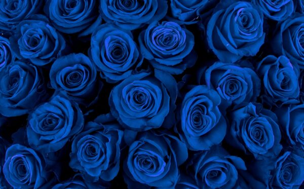 Фотообои Синие розы