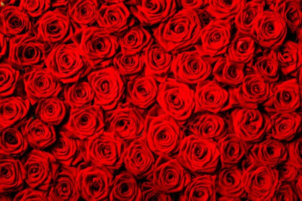 Фотообои Красные розы