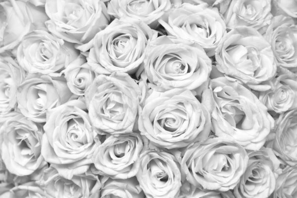 Фотообои Чёрно-белые розы
