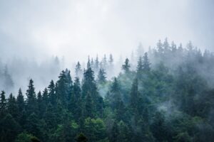 "Фотообои Норвежский лес в тумане"